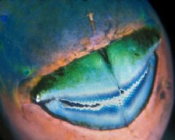 Parrotfish Mouth, with shrimp perched on his nose--Little... by Andrew Dawson 